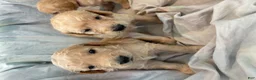 Double Doodle dogs for sale: River - F2 Double Doodle - Ad 3