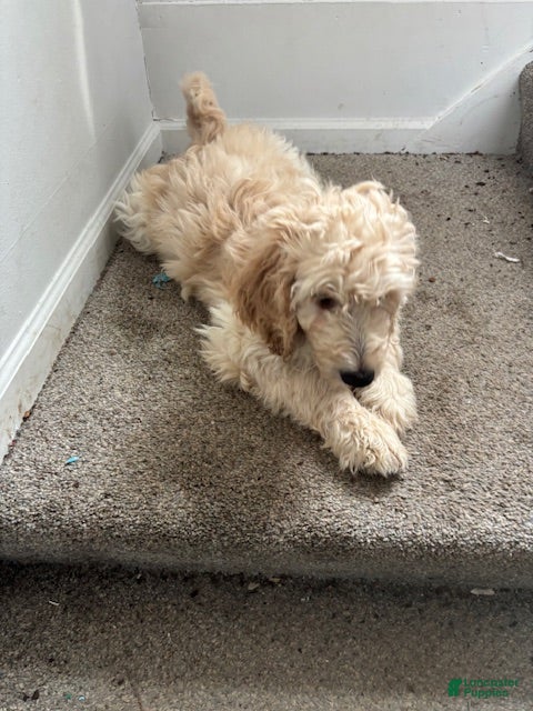 Mixed Breed dogs Tiana - Ad 1