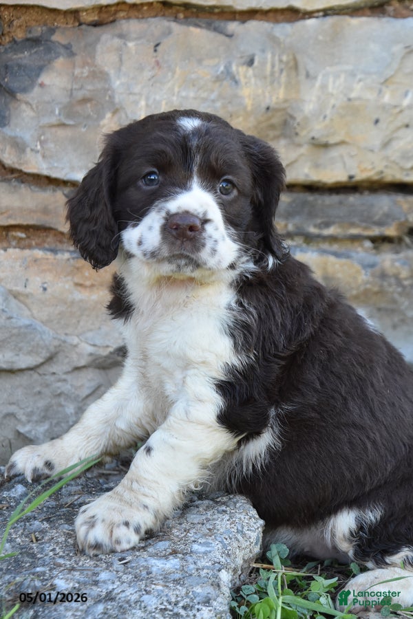English Springer Spaniel dogs Sassy - Ad 1