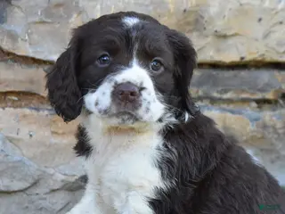 English Springer Spaniel dogs for sale: Sassy - Ad 2