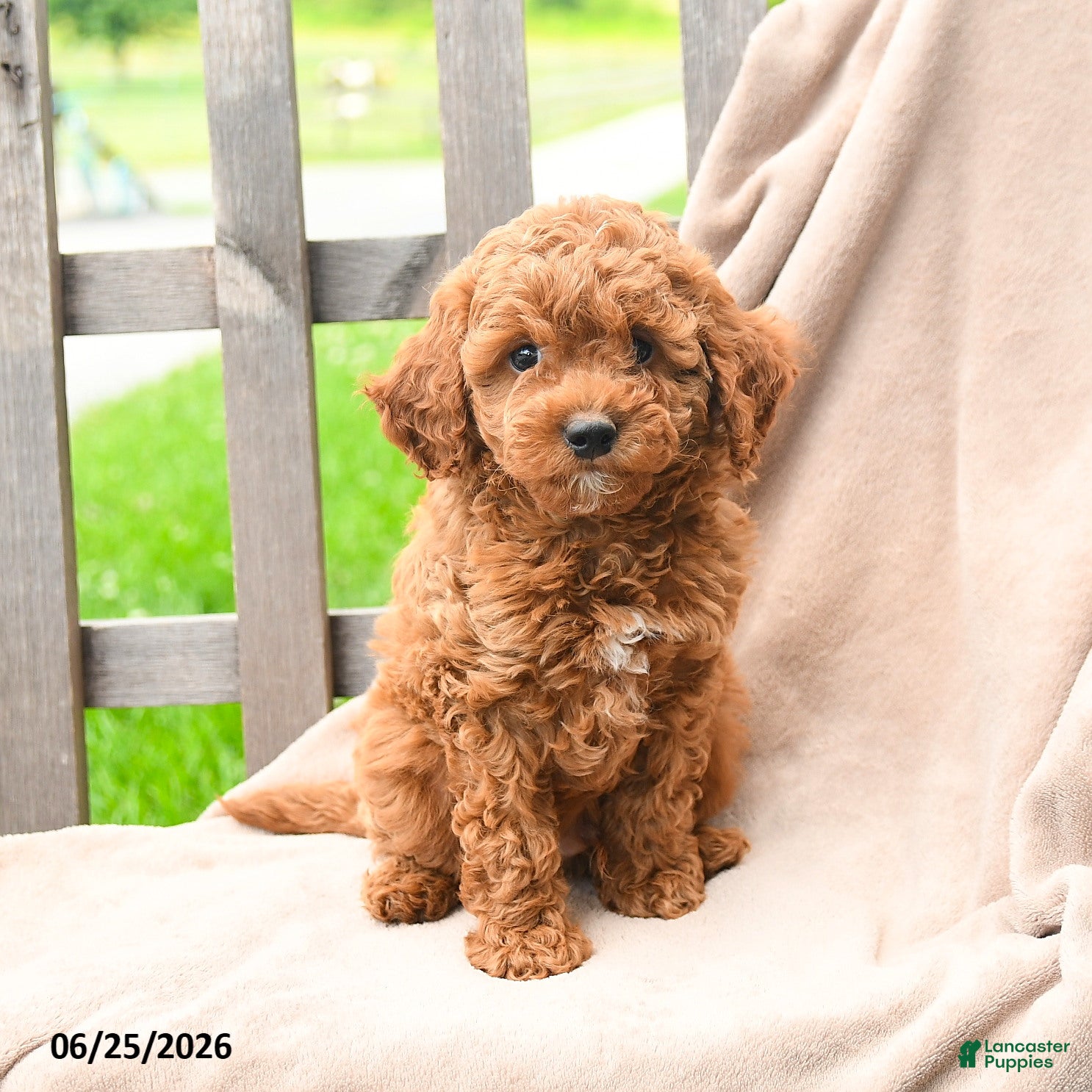 Cavapoo dogs Keegan - Ad 2