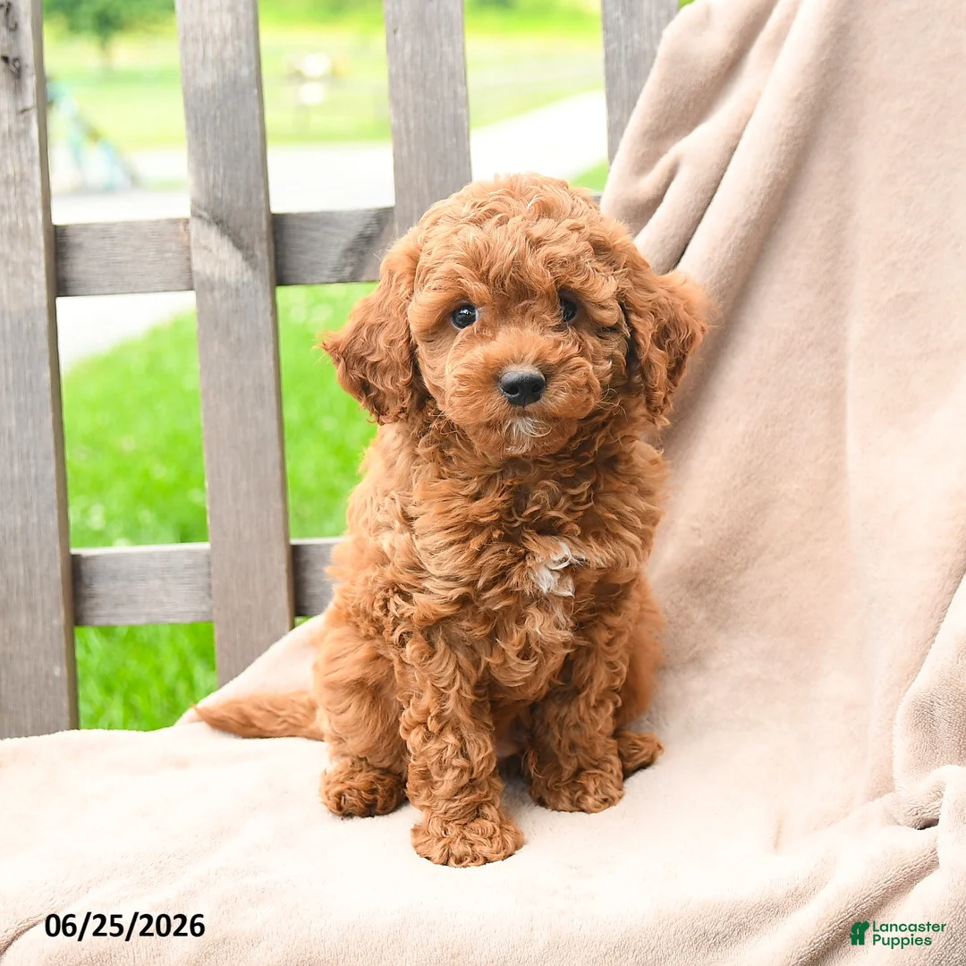 Cavapoo dogs for sale: Keegan - Ad 2