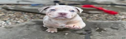 American Bully dogs for sale: Lucy - Ad 5