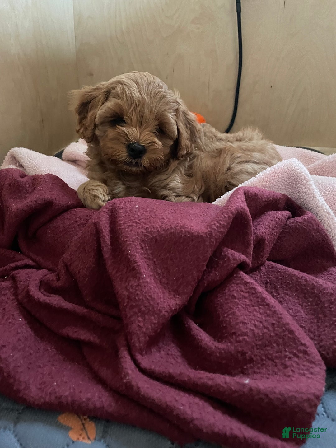Cavapoo dogs for sale: Josie - Ad 4