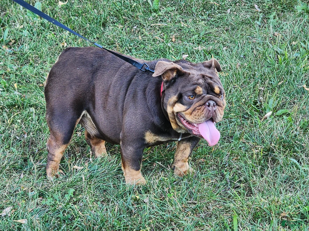 English Bulldog dogs for sale: Alexa - Ad 5