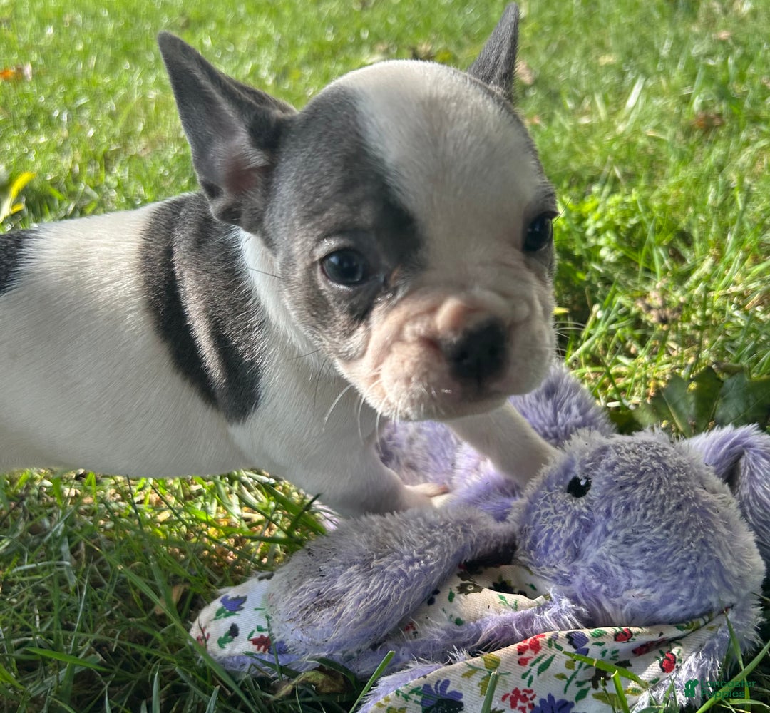 French Bulldog dogs for sale: Bonnie - Ad 13