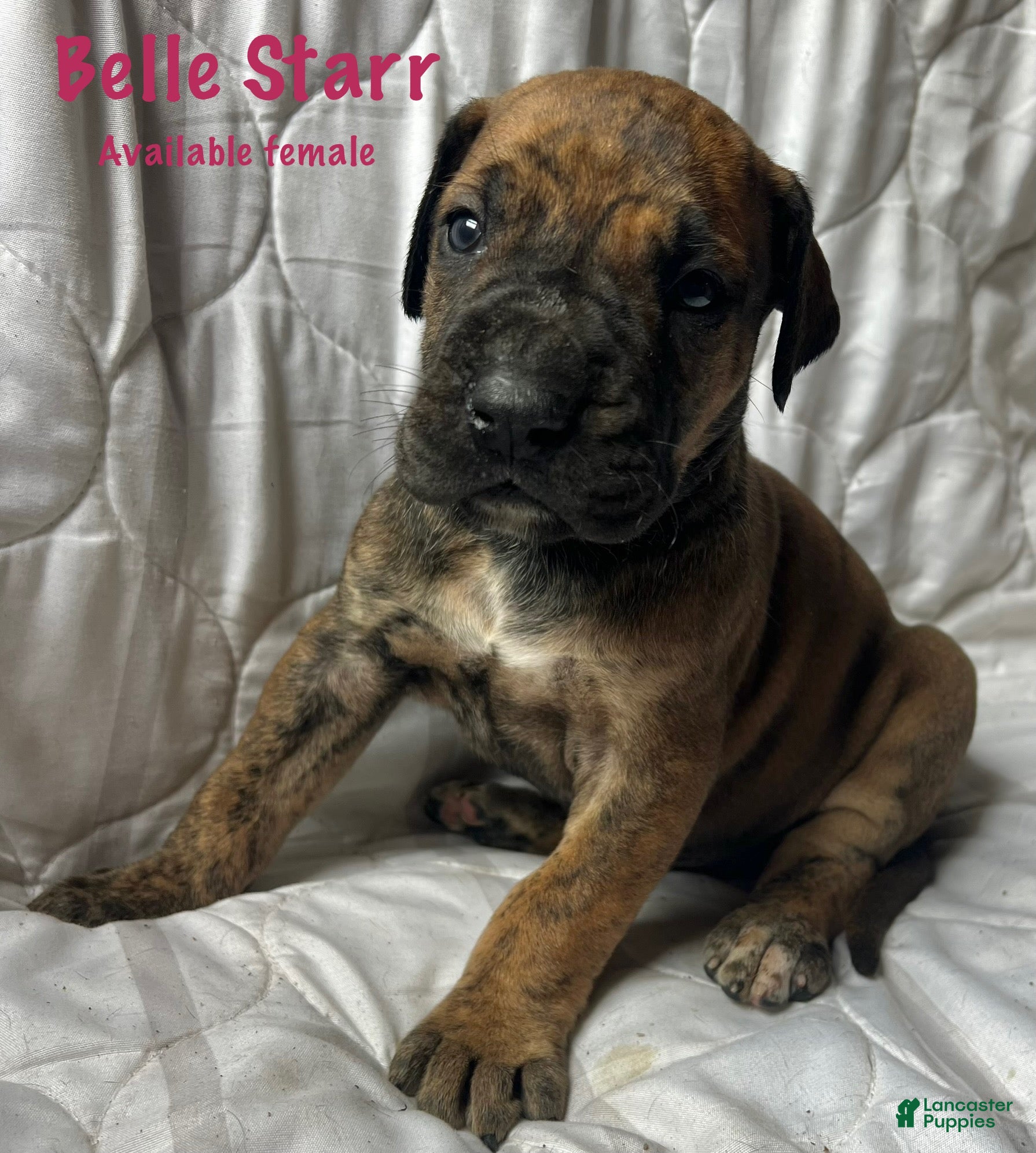Great Dane dogs Belle Starr - Ad 17