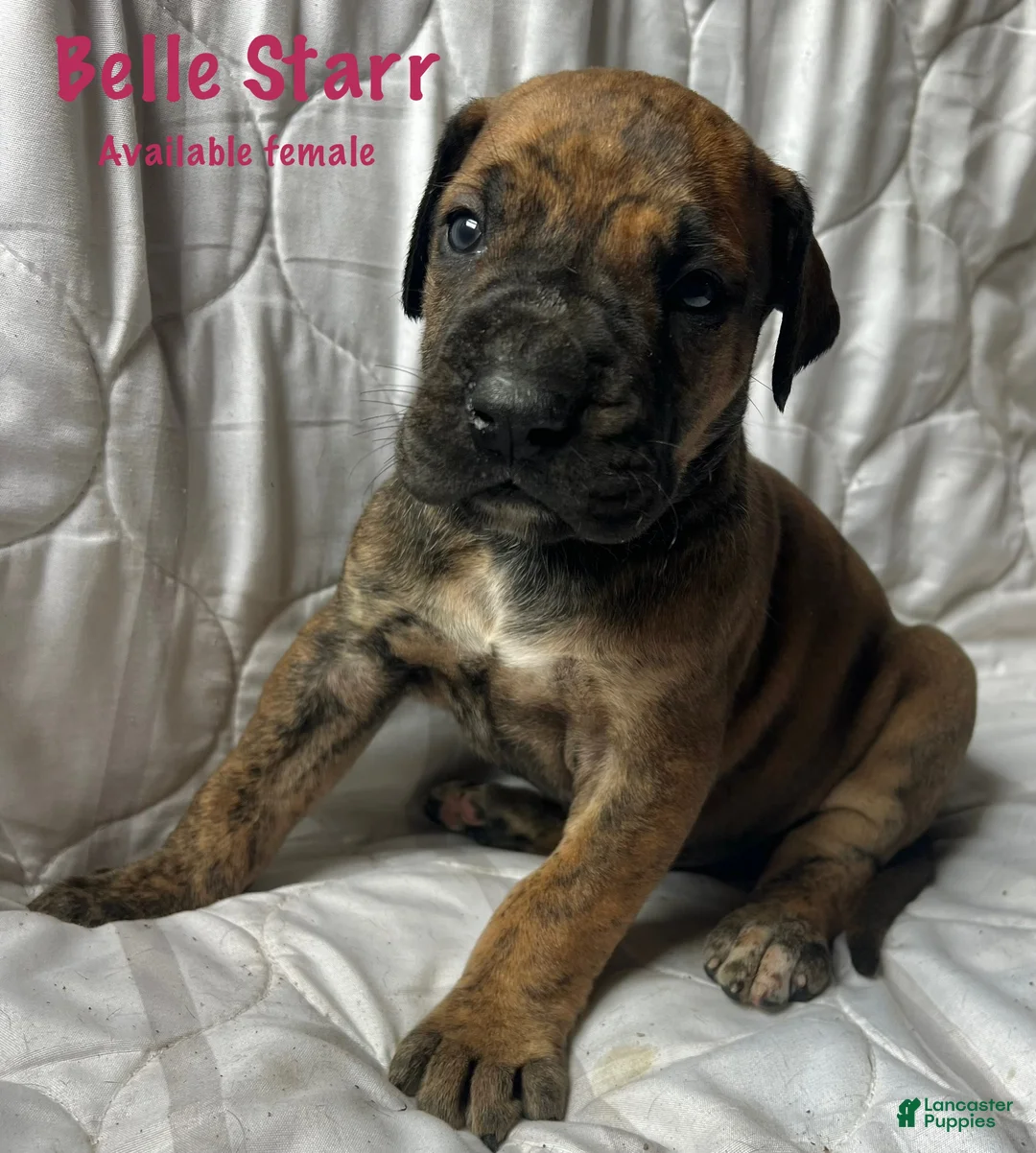 Great Dane dogs for sale: Belle Starr - Ad 1