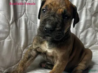 Great Dane dogs Belle Starr - Ad 9