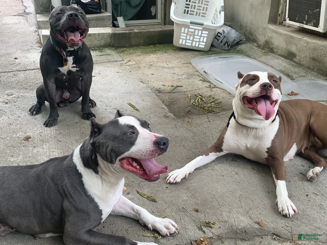 Gallery Image {{count}}