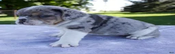 Beabull dogs for sale: Hazel - Ad 5