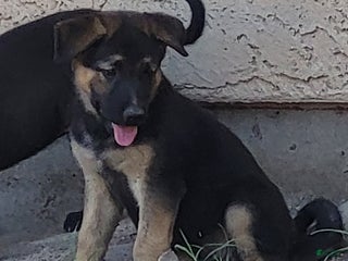 Mixed Breed dogs - Ad 5