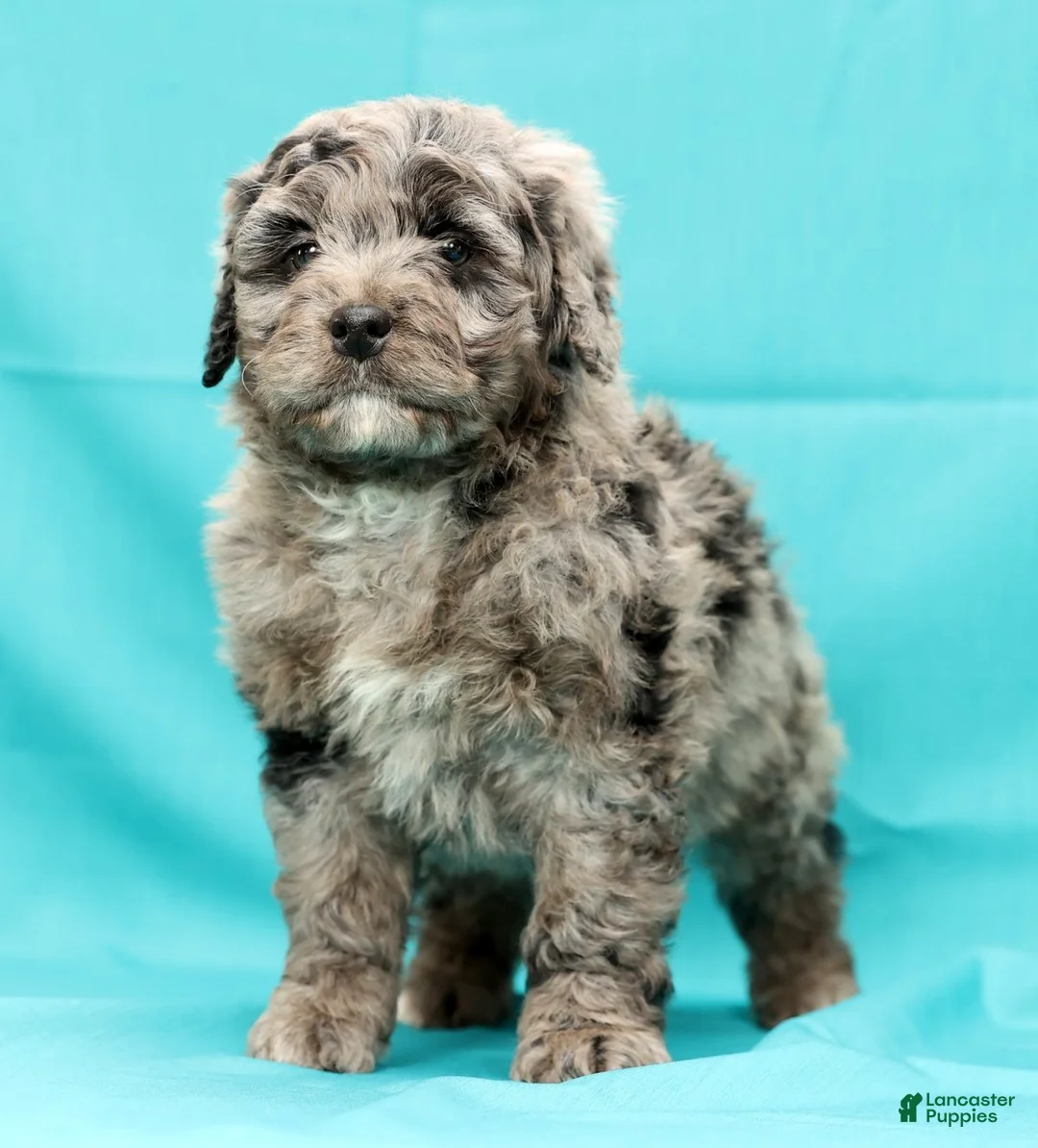 Mini Bernedoodle dogs for sale: Kenny - Ad 8