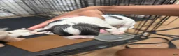 Mixed Breed dogs for sale: Prince - Ad 3
