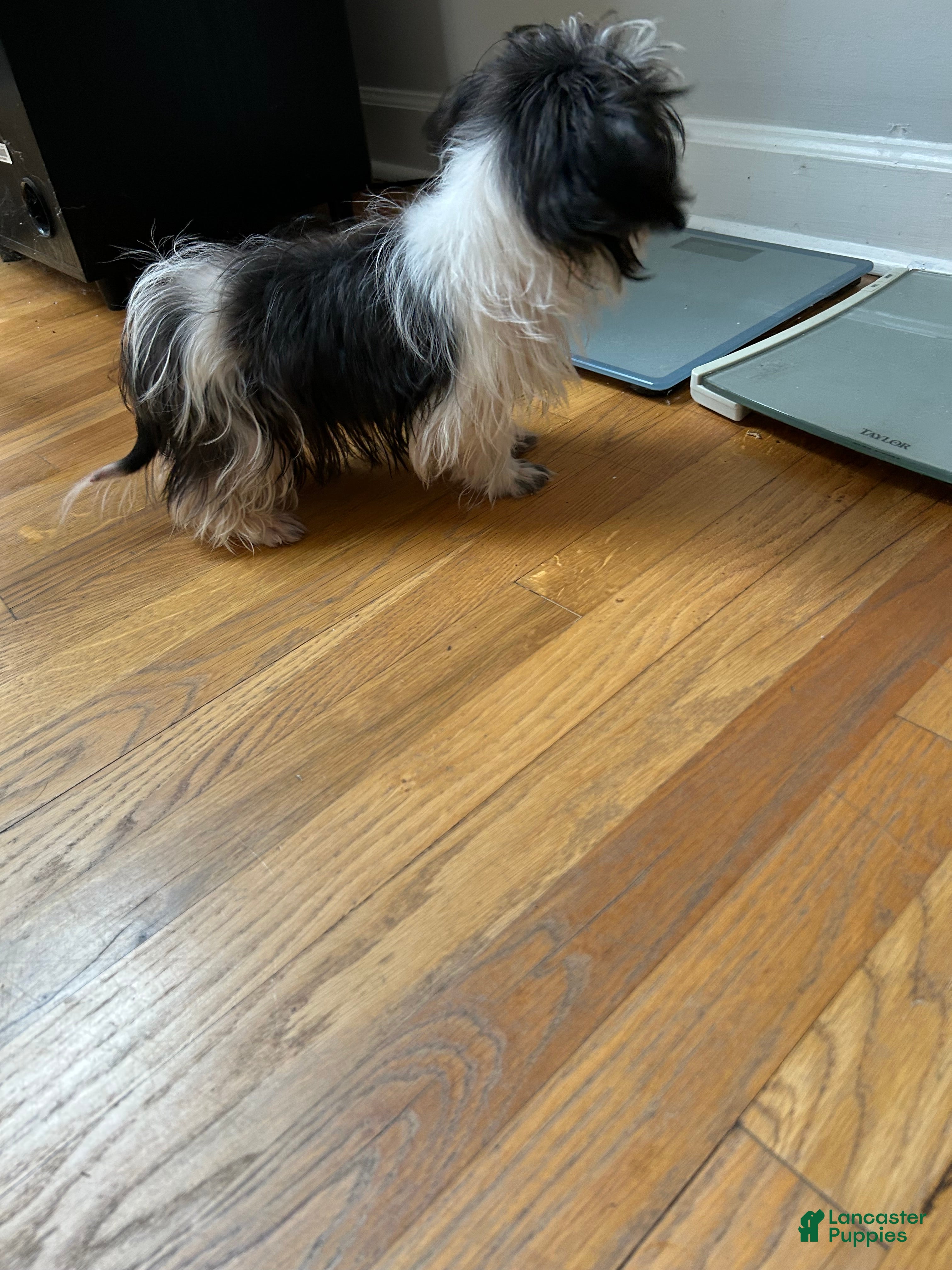 Shih Tzu dogs Shih Tzu Puppy 2 - Ad 21