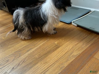 Shih Tzu dogs Shih Tzu Puppy 2 - Ad 22