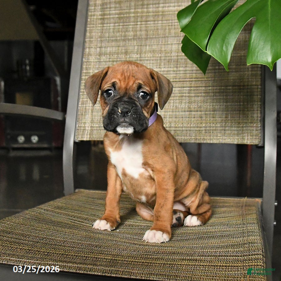 Boxer dogs Candy - Ad 2