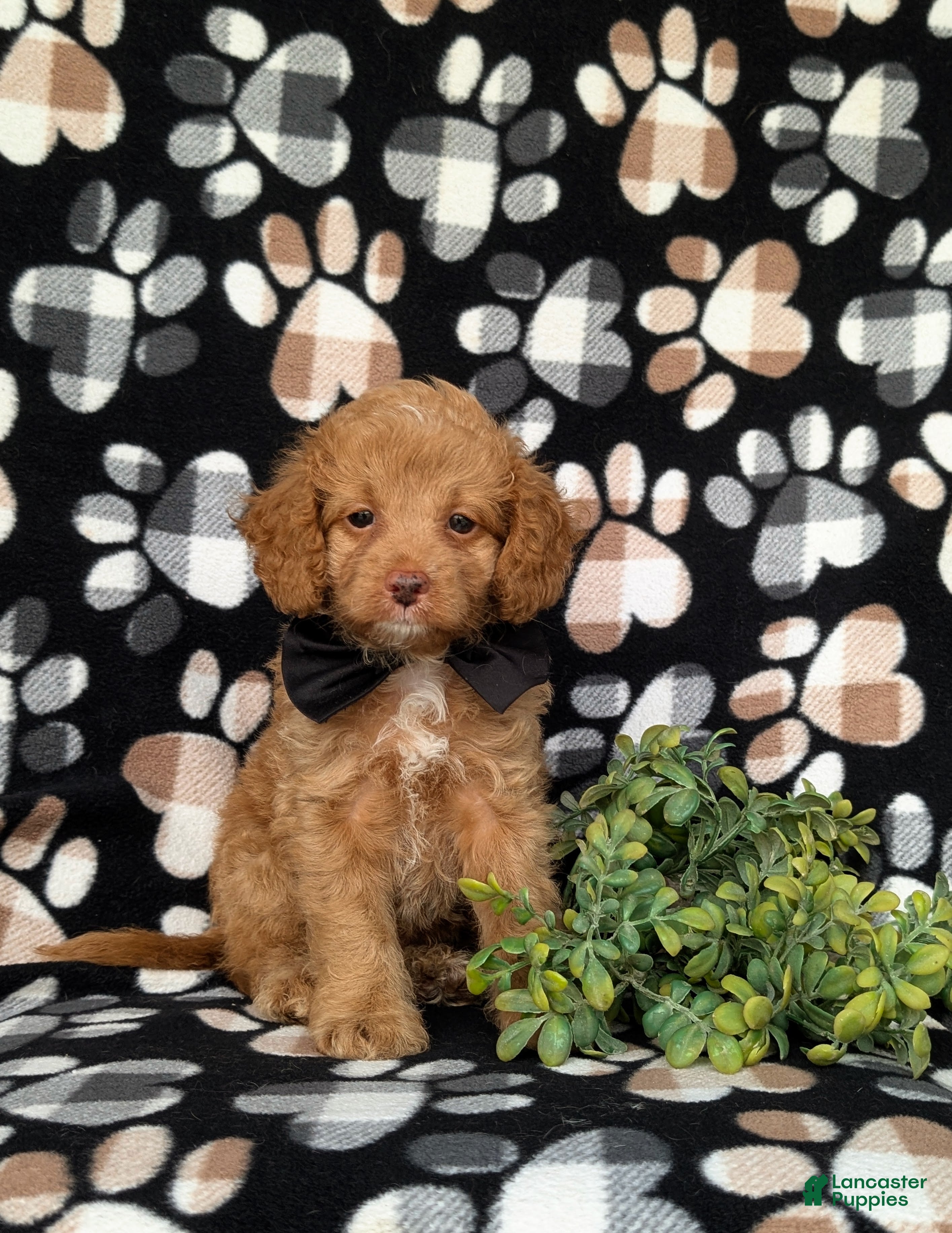 Cockapoo dogs Claude Hypoallergenic - Ad 2