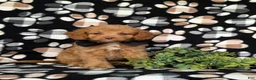 Cockapoo dogs for sale: Claude Hypoallergenic - Ad 2