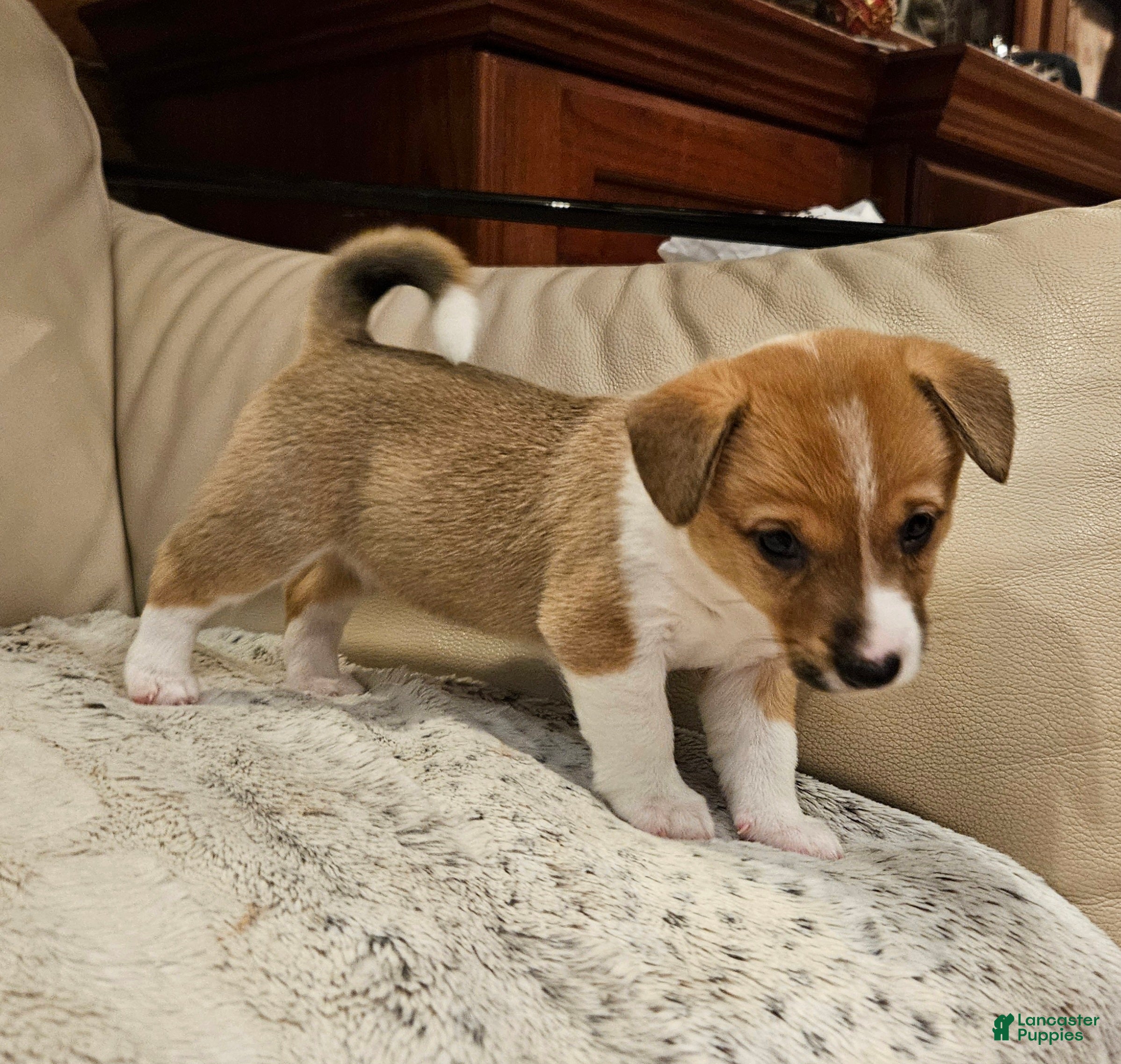 Mixed Breed dogs Leoni - Ad 2