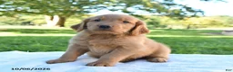 Golden Retriever dogs for sale: Asher - Ad 4