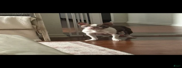 Koda