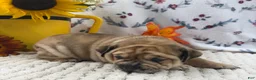 English Bulldog dogs for sale: Duke - Ad 2