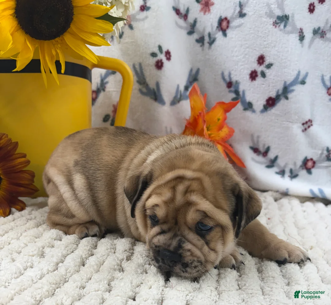 English Bulldog dogs for sale: Duke - Ad 2