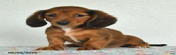 Miniature Dachshund dogs for sale: Kira - Ad 4
