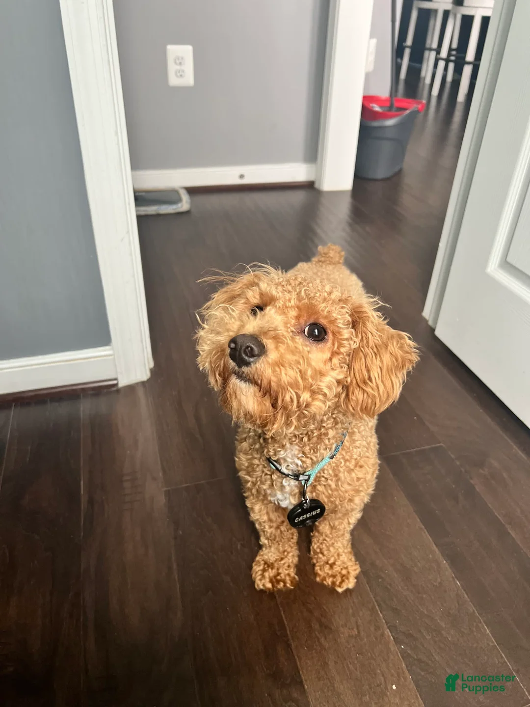 Gallery Image {{count}}