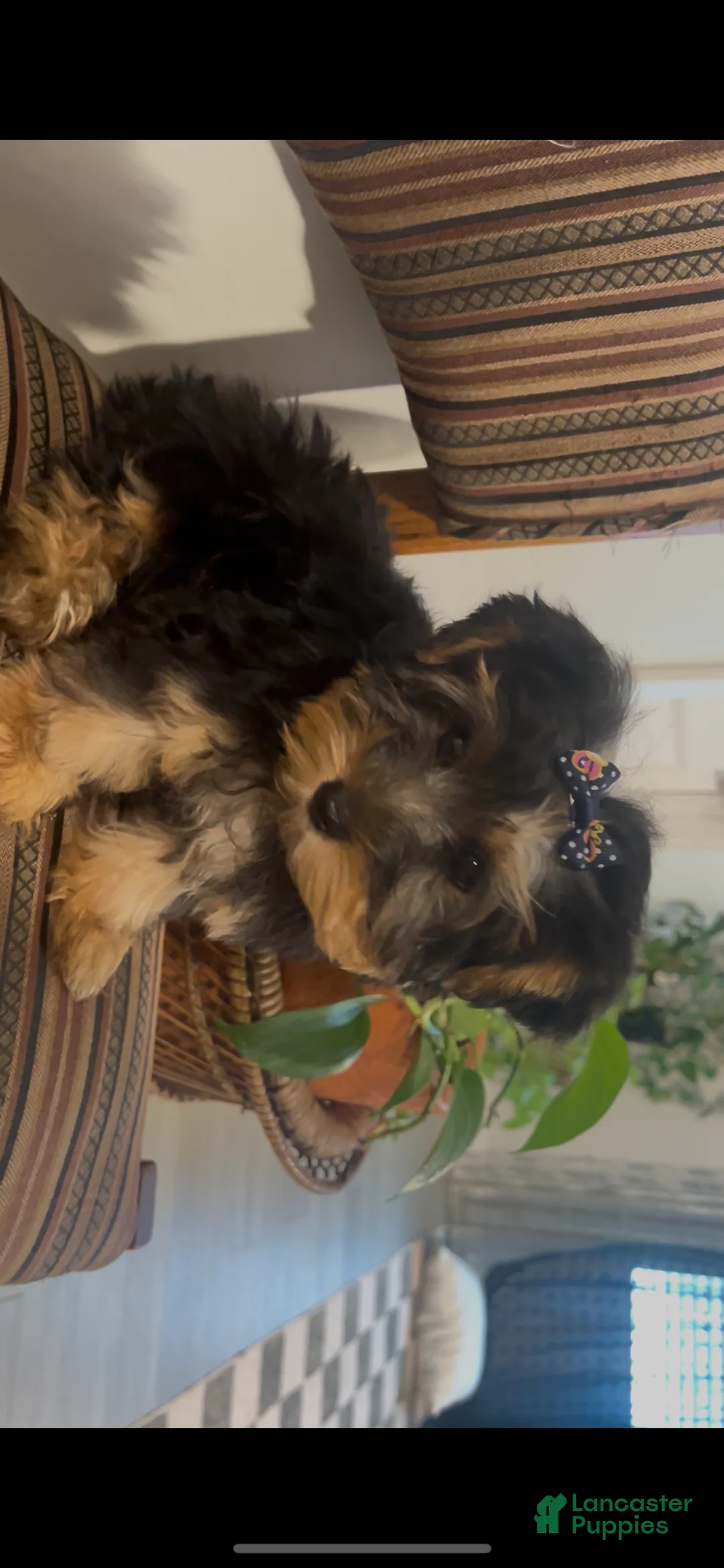 Yorkshire Terrier dogs for sale: Yorkshire Terrier Puppy 2 - Ad 2