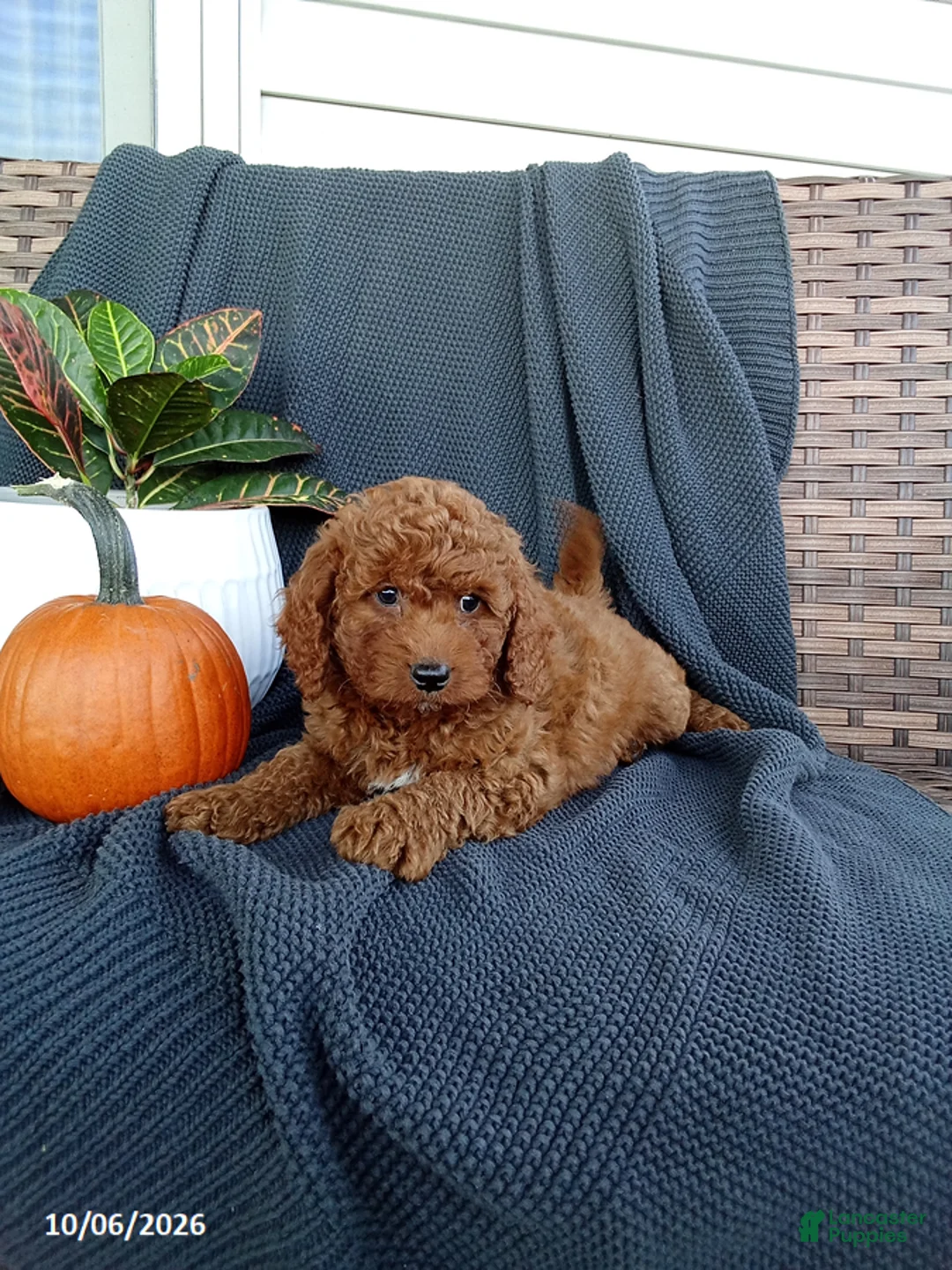 Mixed Breed dogs for sale: Elisha - Ad 2