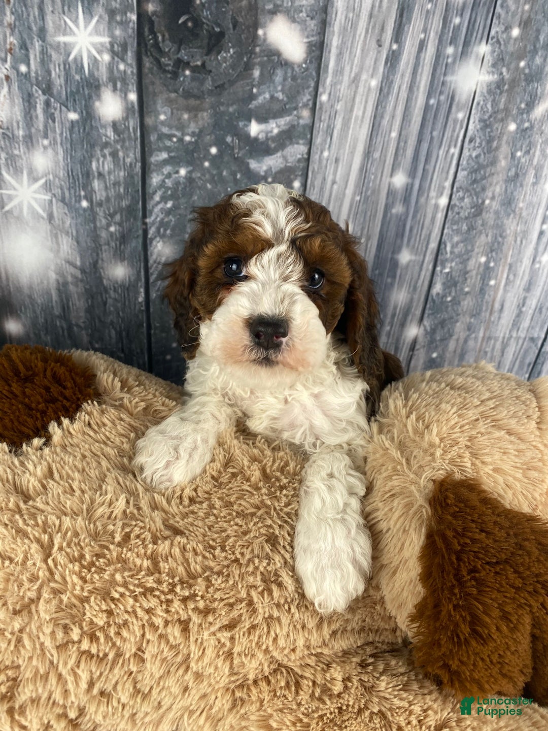 Cavapoo dogs for sale: Otto - Ad 6