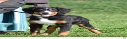 Bernese Mountain Dog dogs for sale: Trevor - Ad 7