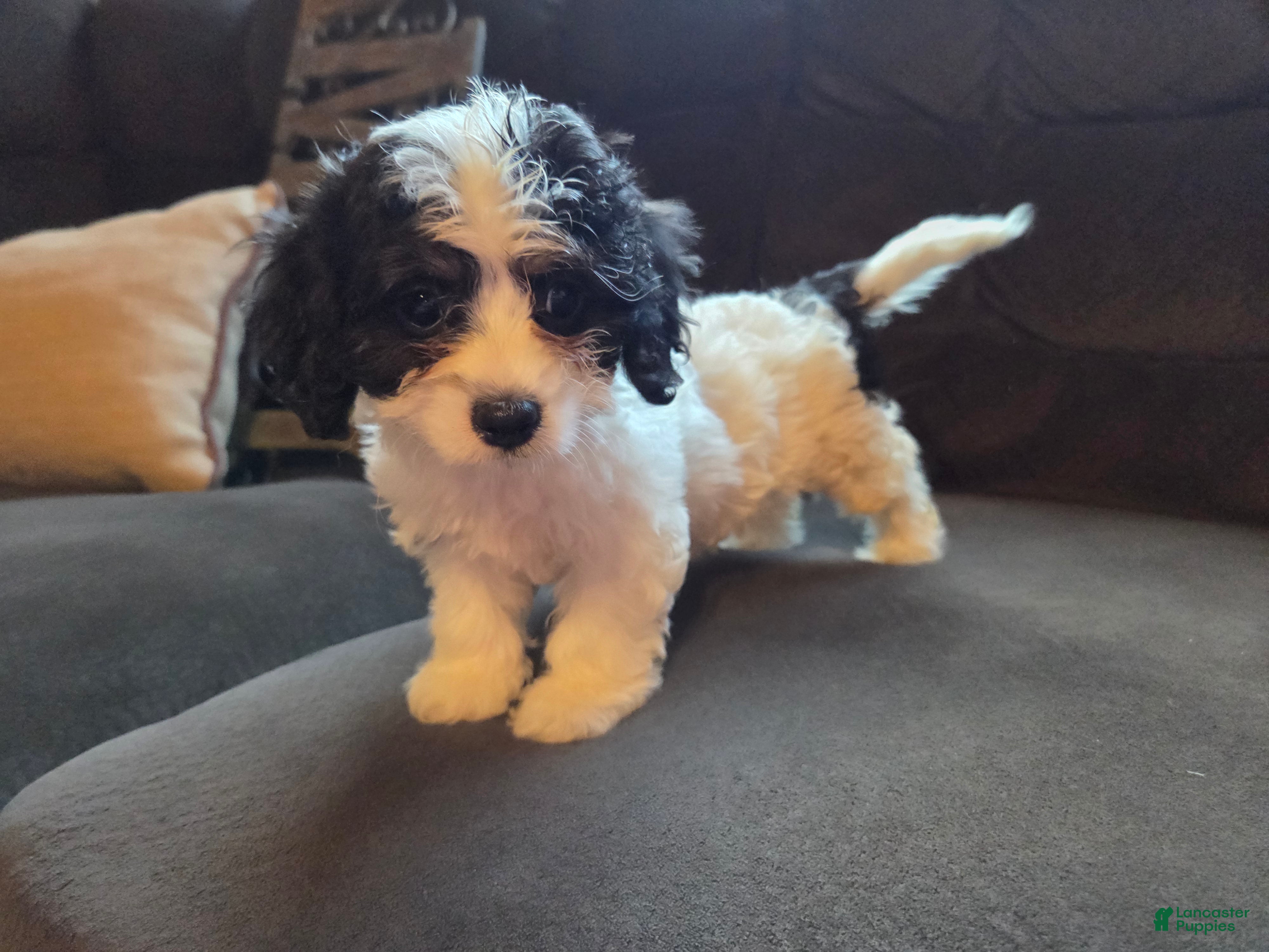 Cavapoo dogs Candy - Ad 2