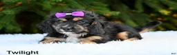 Cavapoo dogs for sale: Twilight - Ad 4