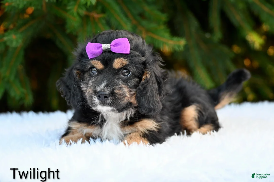 Cavapoo dogs for sale: Twilight - Ad 4