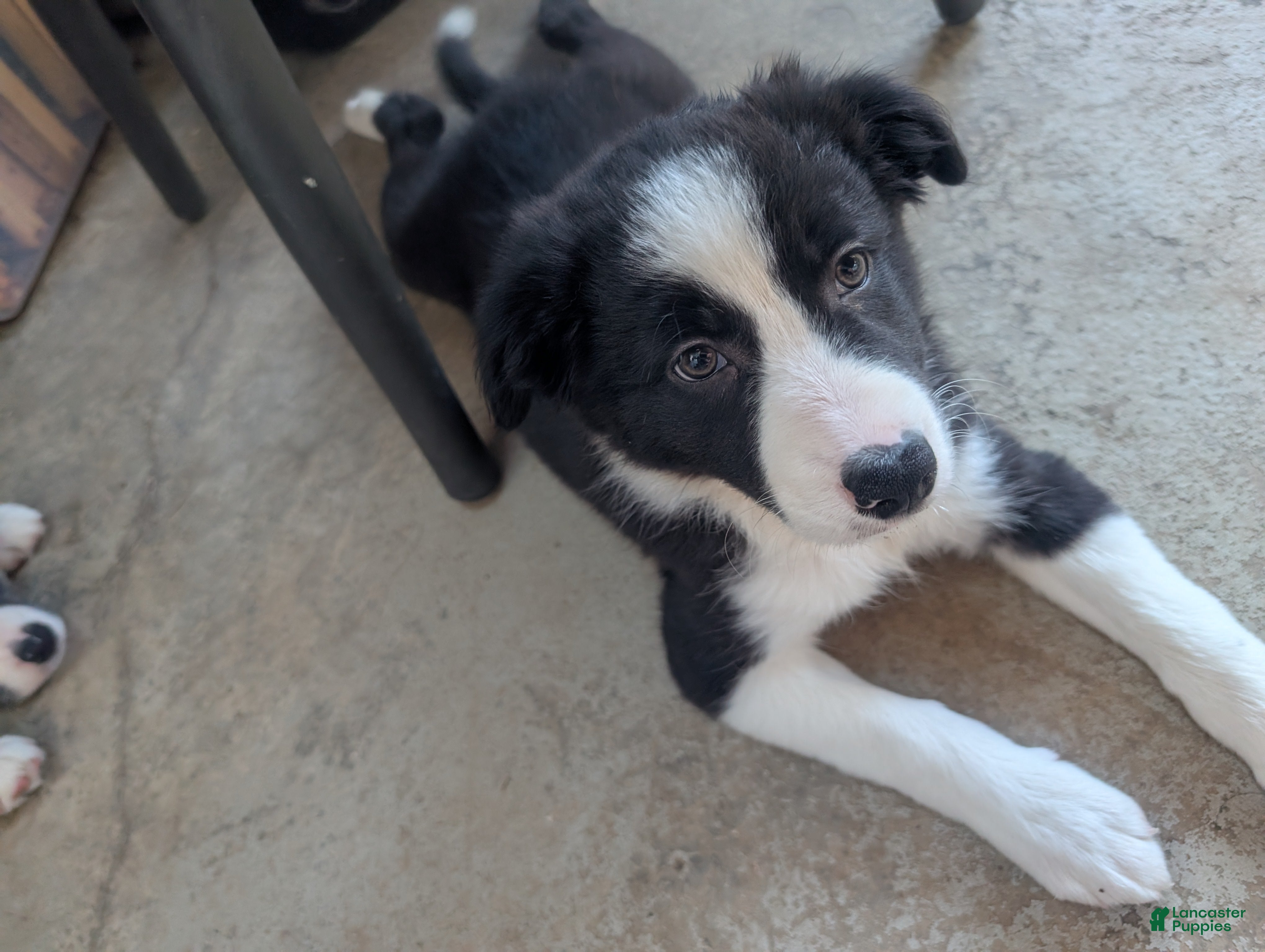 Border Collie dogs Border Collie 6 - Ad 35