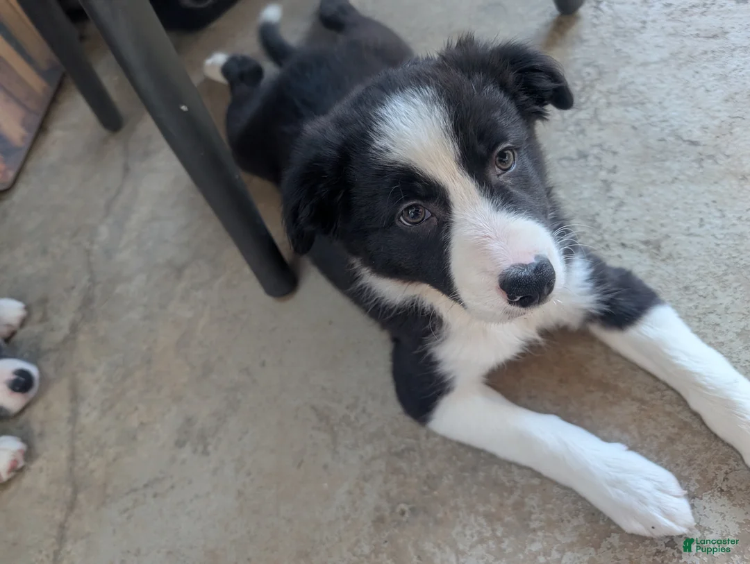 Border Collie dogs for sale: Border Collie 6 - Ad 1