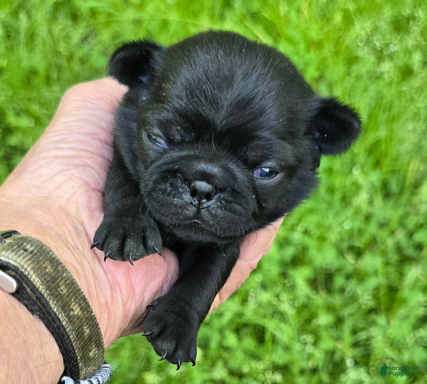 Pug dogs Brandy - Ad 1