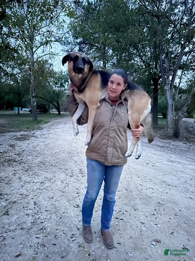 Gallery Image {{count}}