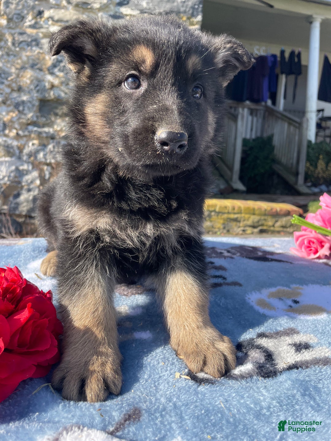 German Shepherd dogs for sale: Dasher - Ad 2