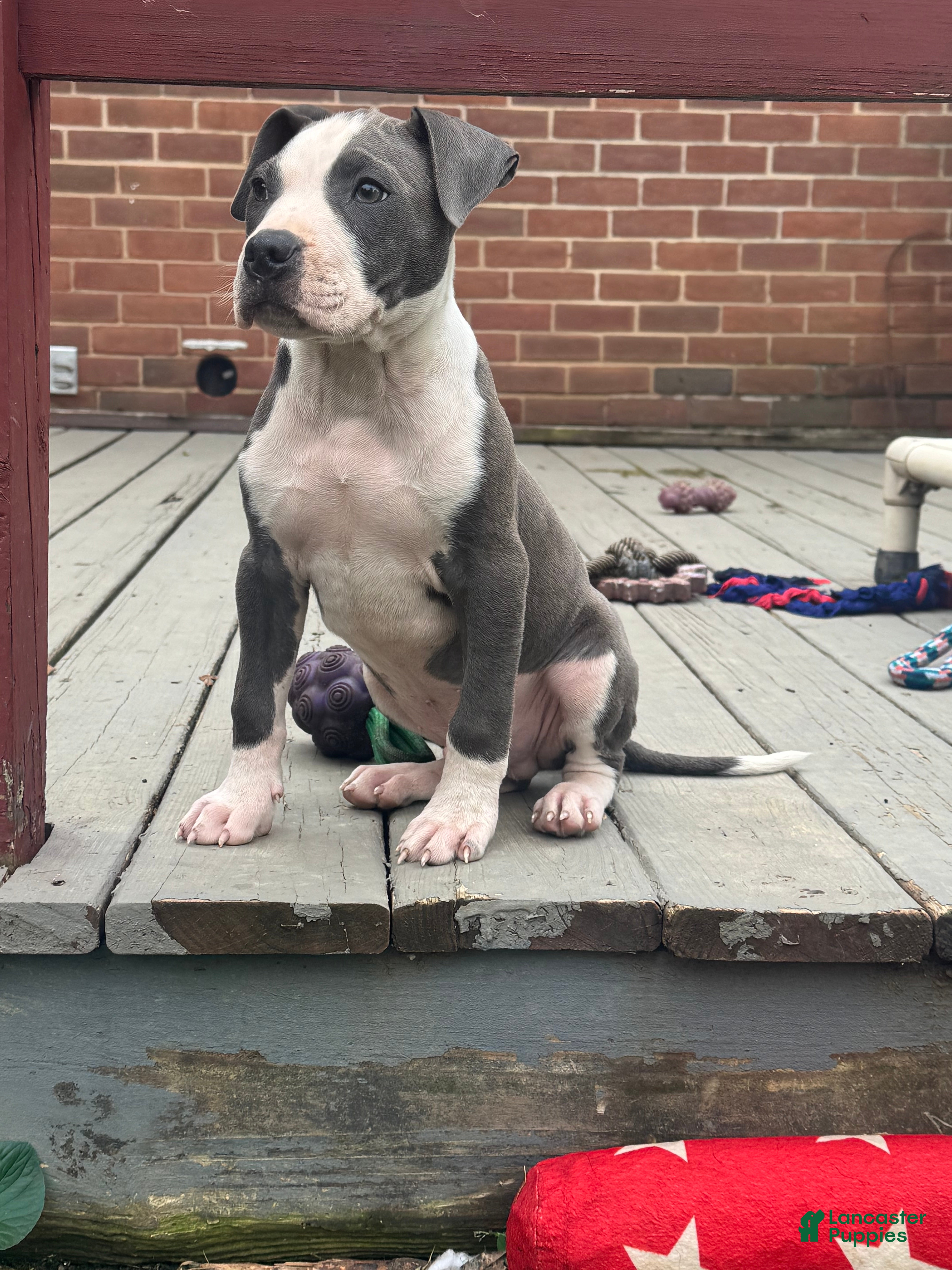 American Pit Bull Terrier dogs Blue- Banks - Ad 2