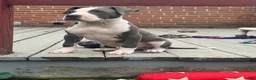 American Pit Bull Terrier dogs for sale: Blue- Banks - Ad 2