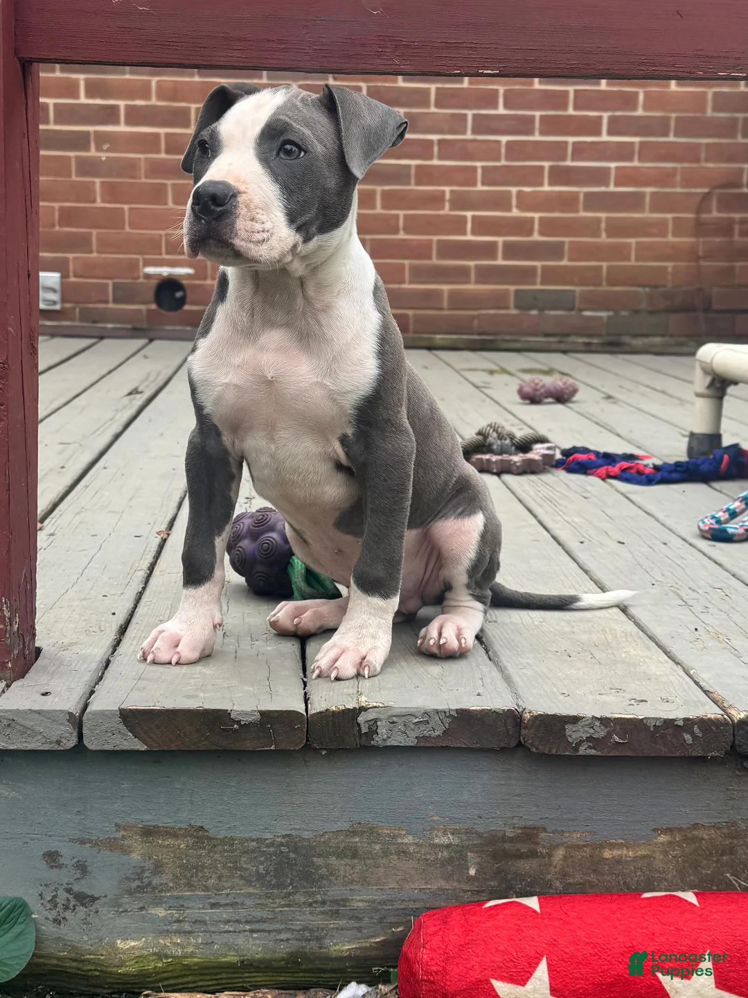 American Pit Bull Terrier dogs for sale: Blue- Banks - Ad 2