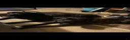 Cane Corso dogs for sale: Cane Corso 1 - Ad 4