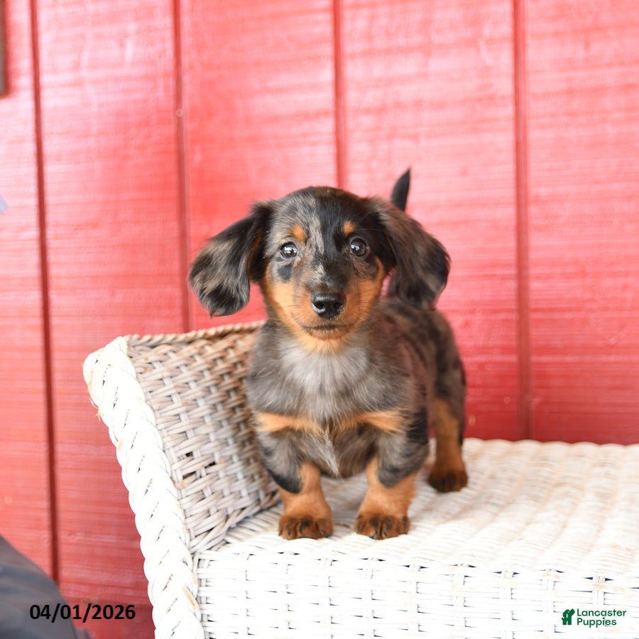 Dachshund dogs Tony  - Ad 1