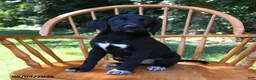 Mixed Breed dogs for sale: Hearts - Ad 5