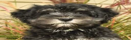 Miniature Schnauzer dogs for sale: Perlie - Ad 3