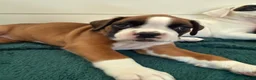 Boxer dogs for sale: Boxer 1 - Ad 3